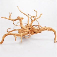 Паяков корен (spider root) Азалия  30-50 см.