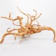 Паяков корен (spider root) Азалия 80-100  см